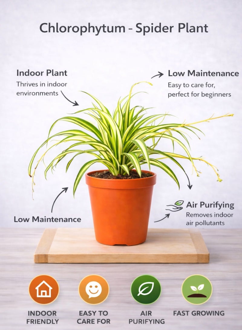 بلانت نبات العنكبوت، نبات داخلي حي، 25-30 سم | نبات كلوروفيتوم كوموسوم متعدد الألوان | نبات زينة لتنقية الهواء للمنزل والمكتب - Image 5