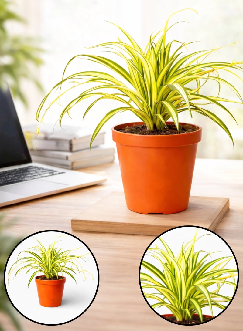 بلانت نبات العنكبوت، نبات داخلي حي، 25-30 سم | نبات كلوروفيتوم كوموسوم متعدد الألوان | نبات زينة لتنقية الهواء للمنزل والمكتب - Image 1