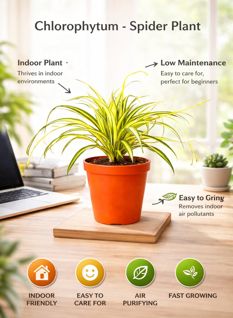 بلانت نبات العنكبوت، نبات داخلي حي، 25-30 سم | نبات كلوروفيتوم كوموسوم متعدد الألوان | نبات زينة لتنقية الهواء للمنزل والمكتب - Image 2