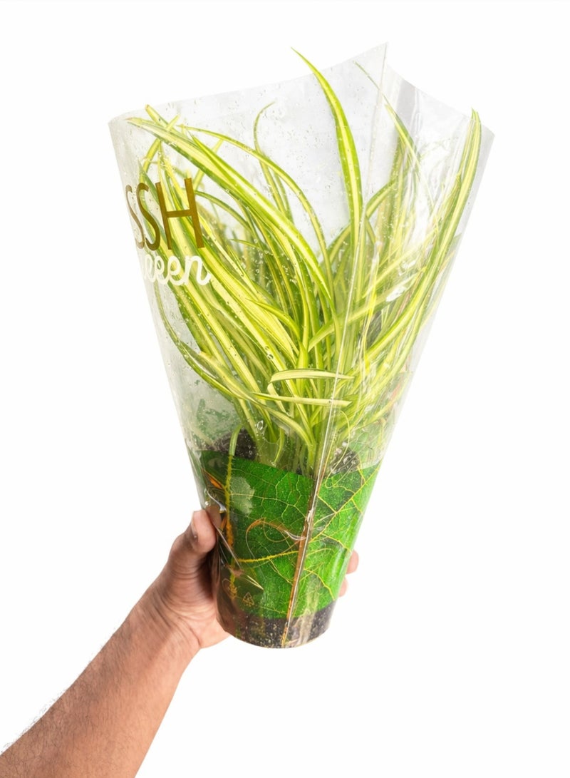 بلانت نبات العنكبوت، نبات داخلي حي، 25-30 سم | نبات كلوروفيتوم كوموسوم متعدد الألوان | نبات زينة لتنقية الهواء للمنزل والمكتب - Image 4