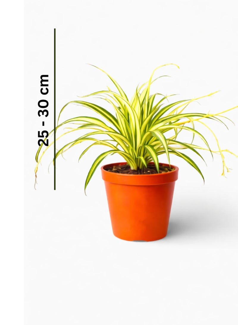 بلانت نبات العنكبوت، نبات داخلي حي، 25-30 سم | نبات كلوروفيتوم كوموسوم متعدد الألوان | نبات زينة لتنقية الهواء للمنزل والمكتب - Image 3