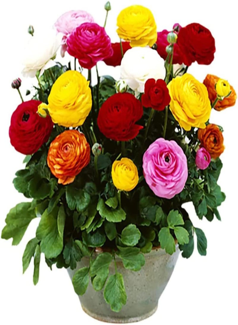 جي جوت 10 قطعة Gemengde Kleur Ranunculus Bollen Uniek Mooie Exotische Aanpasbare Boterbloem Bollen Behoud Artistieke Sier - Image 2