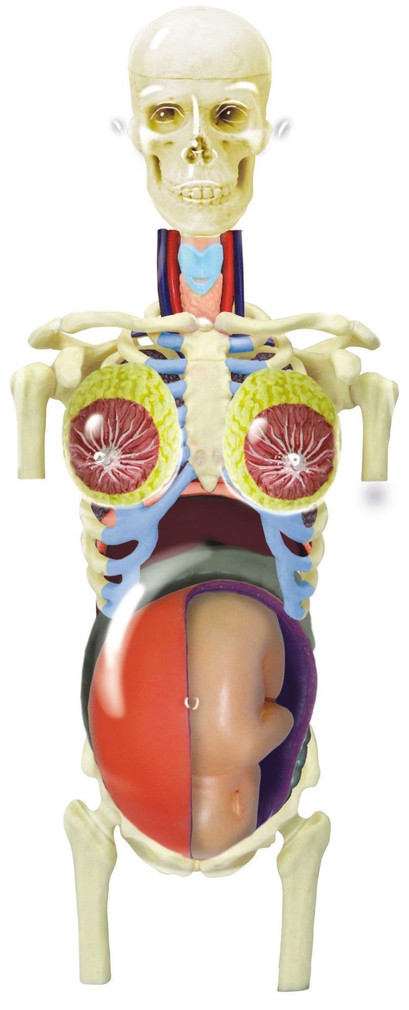 TEDCO نموذج تشريحي شفاف لجسم الحامل 4D-Vision من فامماستر متعدد الألوان، 10" - Image 2