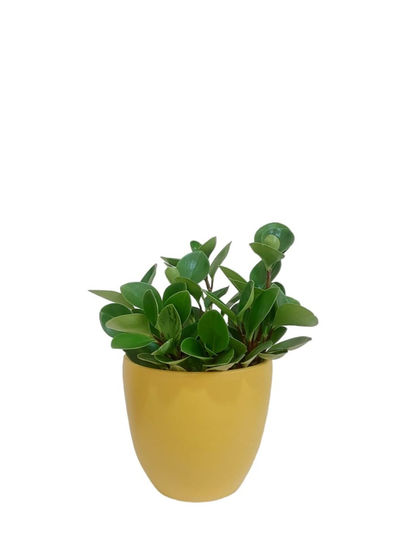 Shatla Shop Baby rubber with yellow pot 