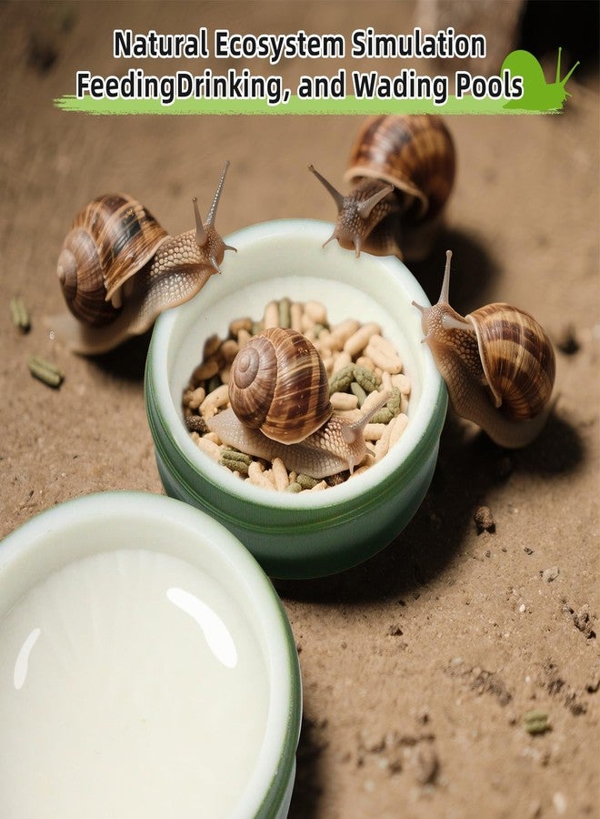 2 Set Snail Feeding Dish Set for Land Snails, Snail Feeder and Water Dish Kit-Calcium Food Bowl & Water Tray, Land Snail Tiny Pet Dishes Mini Pet Snail Supplies Accessories (Bamboo Green) - Image 4
