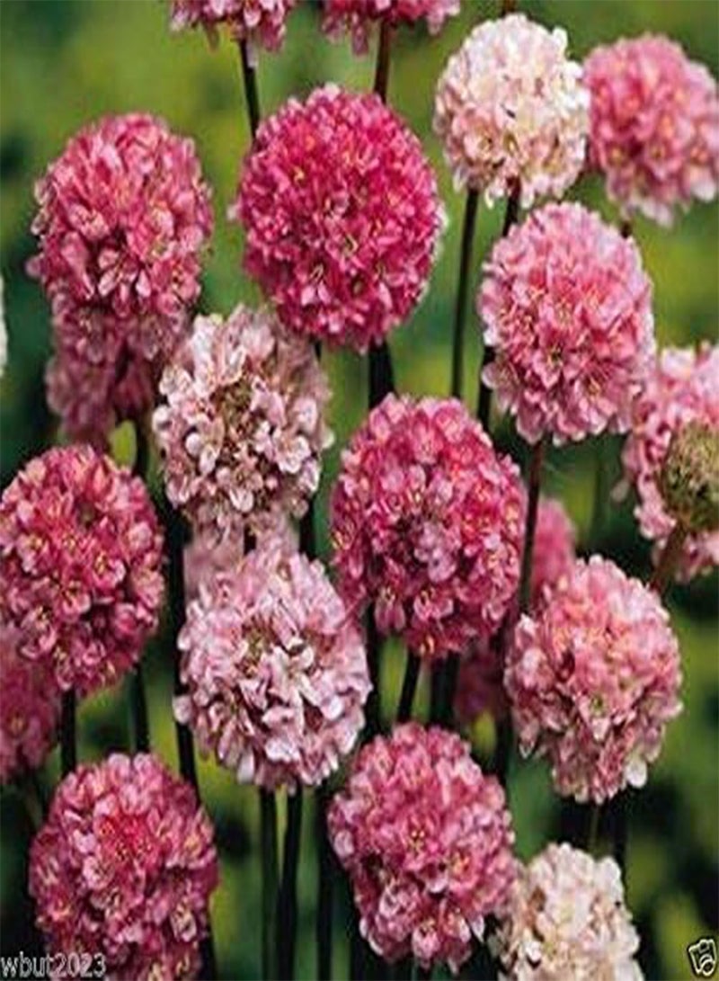 GGOOT Joystick-Lilac Shades,Large Clusters Of Lilac Flower- (25 Seeds) - Image 1
