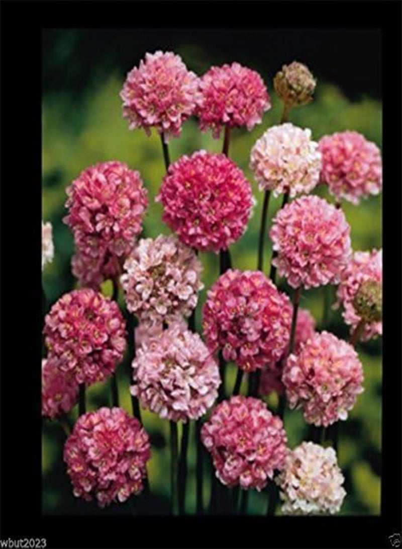GGOOT Joystick-Lilac Shades,Large Clusters Of Lilac Flower- (25 Seeds) - Image 2