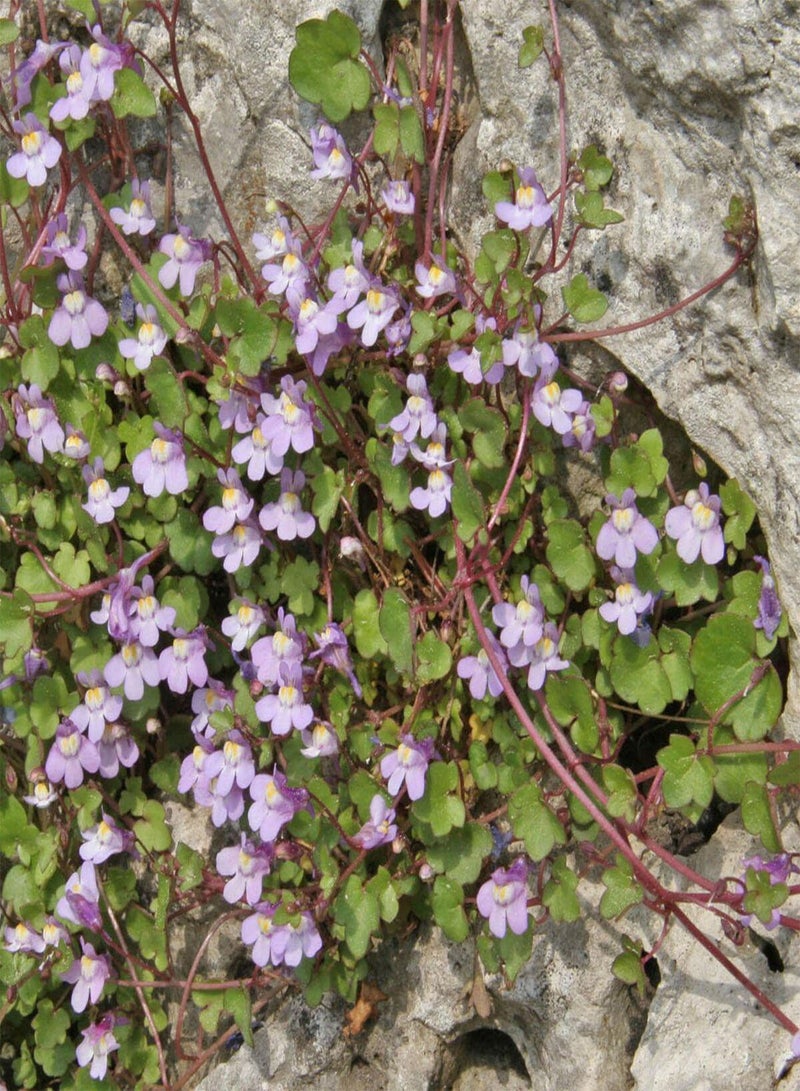 GGOOT Cymbalaria muralis, Kenilworth Ivy 20 Seeds, Perennial, Creeper, groundcover