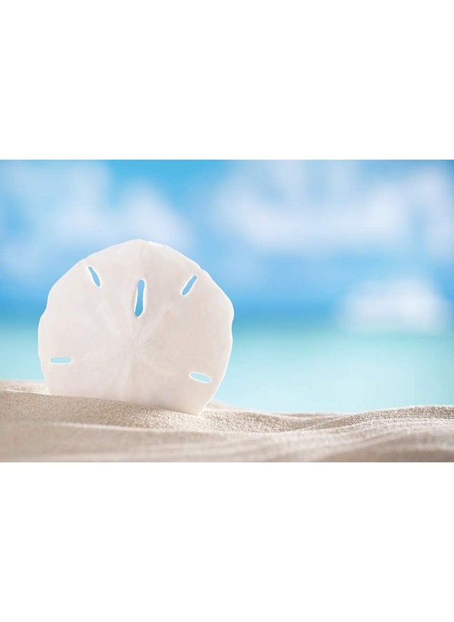 South Beach Crafts - Small Sand Dollars 1"1.5" Set Of 50 Wedding Seashell Craft Hand Picked And Professionally Boxed - Image 1