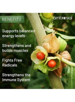 ambrosial High Strength Ashwagandha Root Powder Herbal Supplement With Immunity Support Non-Gmo And Gluten Free, 500 Mg- 120 Capsules  - Image 2