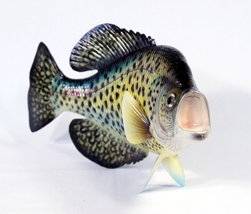 XL Handpainted Crappie Statue Game Fish Replica 15"" Small Dot - Image 2
