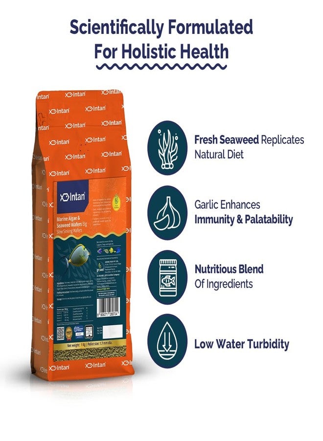 Intan Marine Algae & Seaweed Wafers (Big 1.7mm Slowly Sinking) | 1Kg - Highly Nutritious Ornamental Fish Food for Marine Fish - Surgeons, Tangs & Angels | Growel Feeds - Image 4