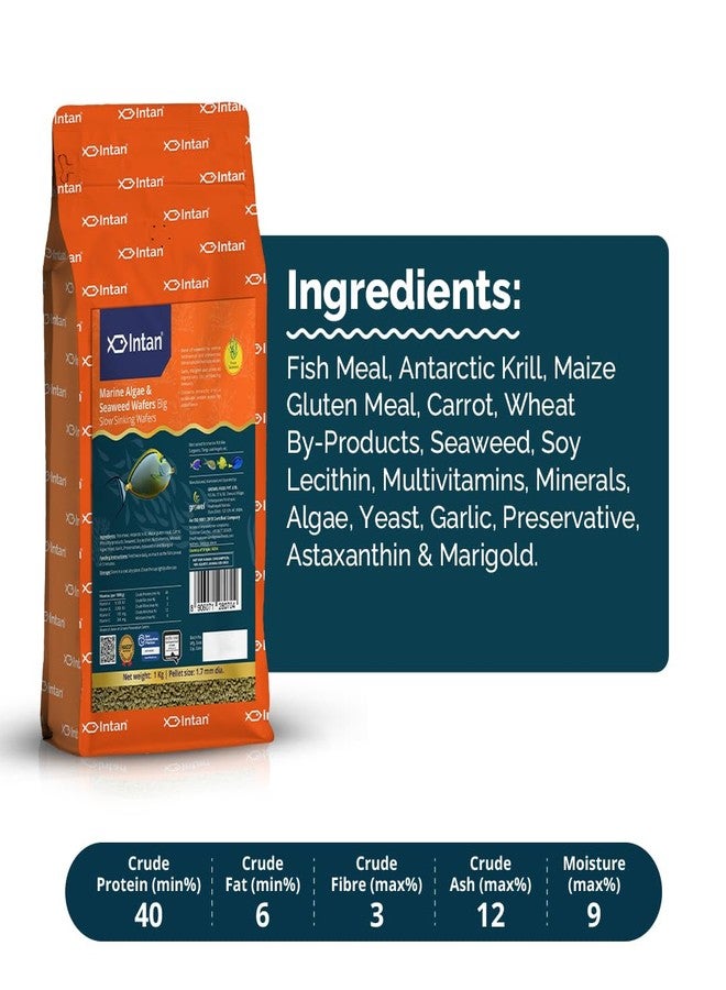 Intan Marine Algae & Seaweed Wafers (Big 1.7mm Slowly Sinking) | 1Kg - Highly Nutritious Ornamental Fish Food for Marine Fish - Surgeons, Tangs & Angels | Growel Feeds - Image 3