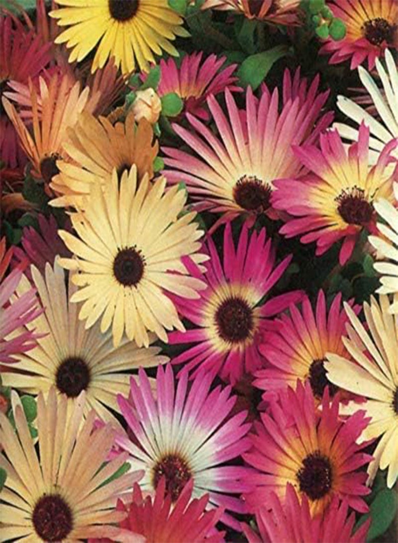 GGOOT Mesembryanthemum Pastel Mixed Mixed, Approx. x800 Seeds, Fairy Flower Seeds - Image 1
