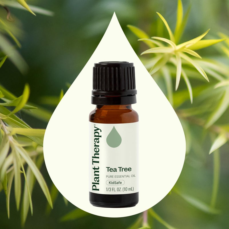Plant Therapy Tea Tree Essential Oil 100% Pure, Undiluted, Natural Aromatherapy, Therapeutic Grade 10 mL (1/3 oz) - Image 3