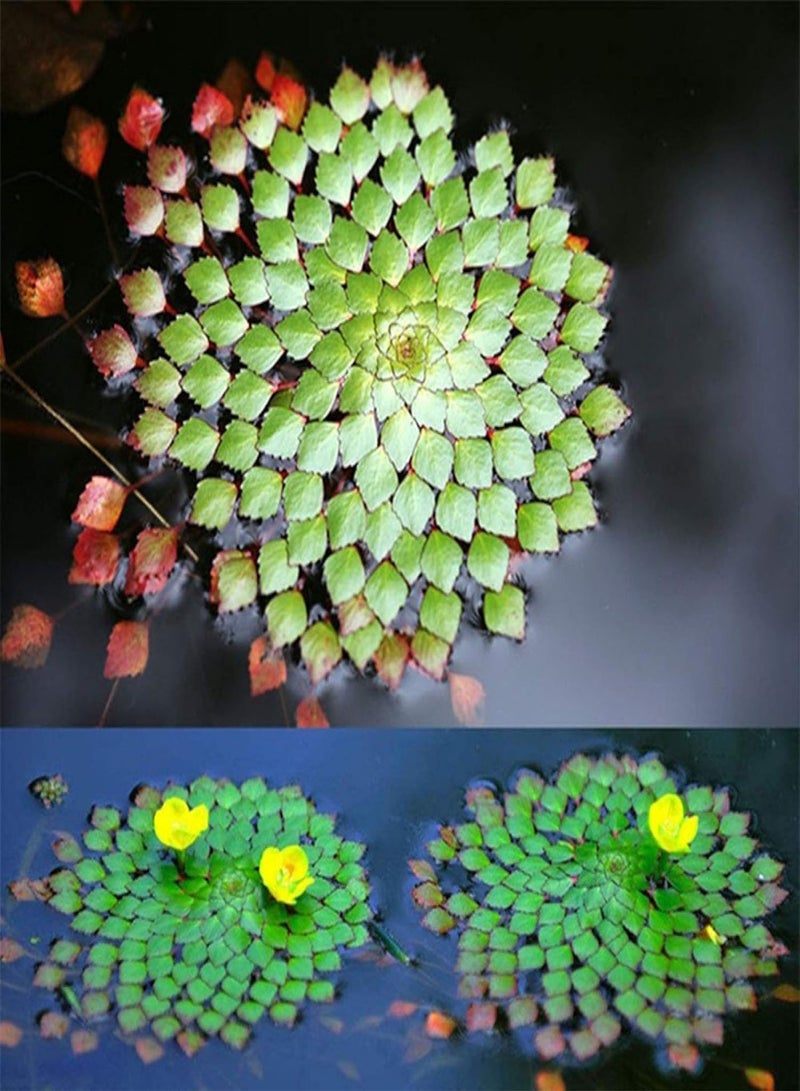 جي جوت بذور نباتات الزهور الخضراء للحديقة، 20 قطعة، نباتات مائية للأحواض المائية، بذور لودفيجيا سيديويديس، ديكورات أحواض الأسماك في الحديقة، بذور لودفيجيا سيديويديس - Image 2