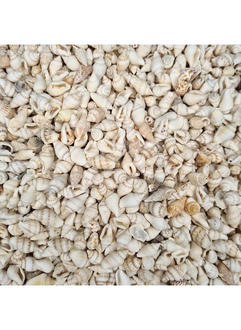 Sea Shell 100 gr Pack Nassa Shell - White - pzsku/Z75C4397BD1A875C52500Z/45/_/1736971687/b0fdc2a3-b590-4d8d-a441-f822c24e7955