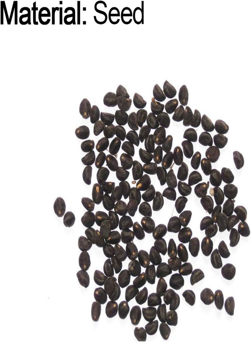 جي جوت كيس واحد من بذور نباتات العصاريات، سهلة الزراعة، بذور مونيلاريا أوبكونيكا صغيرة غير معدلة وراثيًا للمنزل، باللون الأزرق - Image 3