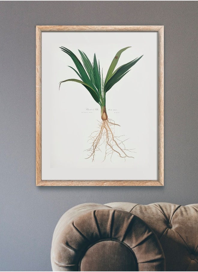 Generic - Date Palm Tree (Botanical Lithograph by Italian Botanist Giorgio Gallicio) A4 A3 A2 high resolution giclée art print, also available framed - Image 1
