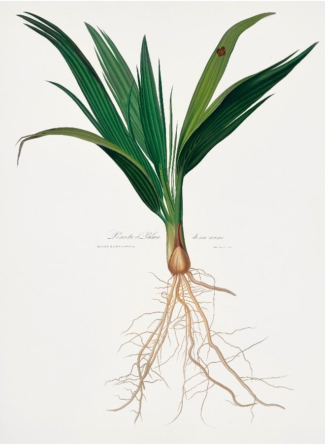 Generic - Date Palm Tree (Botanical Lithograph by Italian Botanist Giorgio Gallicio) A4 A3 A2 high resolution giclée art print, also available framed - Image 1