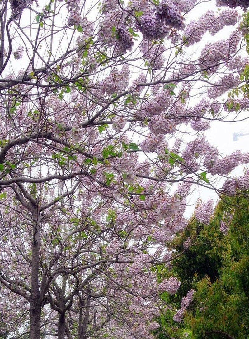 GGOOT 100pcs Paulownia Seeds Planted Throughout The Year Good Windbreak Tree Species and Street Trees Suitable for Anyone Who Wants to Plant  - Image 2
