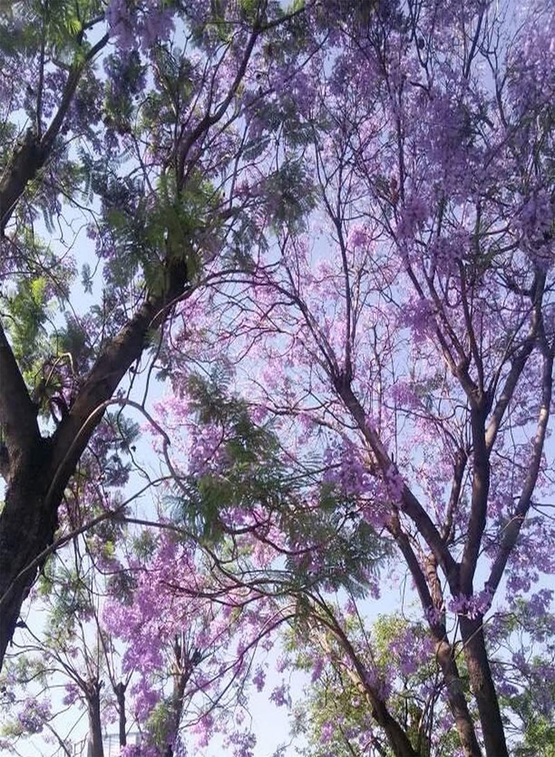 GGOOT 100pcs Paulownia Seeds Planted Throughout The Year Good Windbreak Tree Species and Street Trees Suitable for Anyone Who Wants to Plant  - Image 1