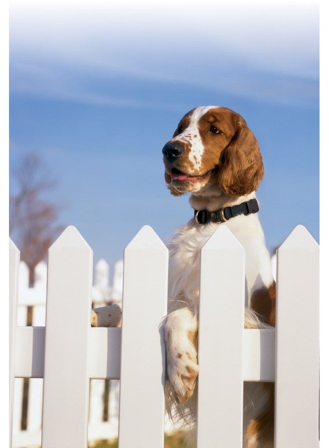 بيت سيف طوق PetSafe KeepSafe القابل للكسر، يمنع حوادث الطوق لكلبك أو جروك، ويحسن السلامة، ومتوافق مع استخدام المقود، وأحجام قابلة للتعديل - Image 3