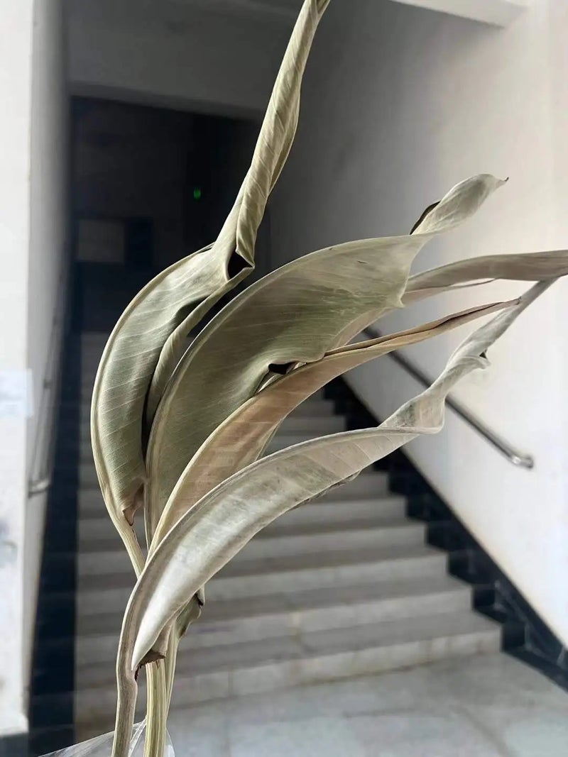 Bluejw 5pcs Dried Strelitzia Leaves - Natural Bird of Paradise Flower Dry Plants for Home Decor, DIY Floral Arrangements, Wedding, Mother's Day - Image 1