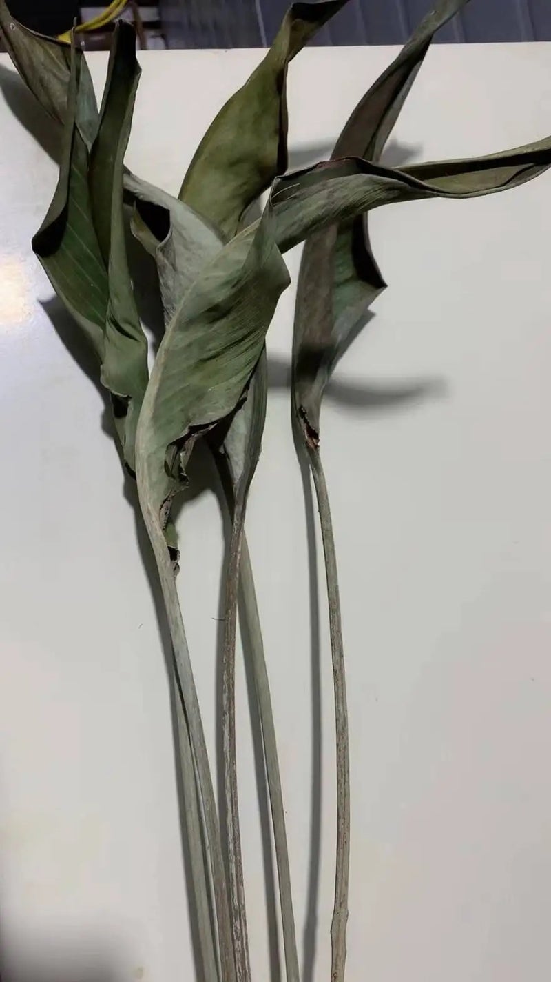 Bluejw 5pcs Dried Strelitzia Leaves - Natural Bird of Paradise Flower Dry Plants for Home Decor, DIY Floral Arrangements, Wedding, Mother's Day - Image 5
