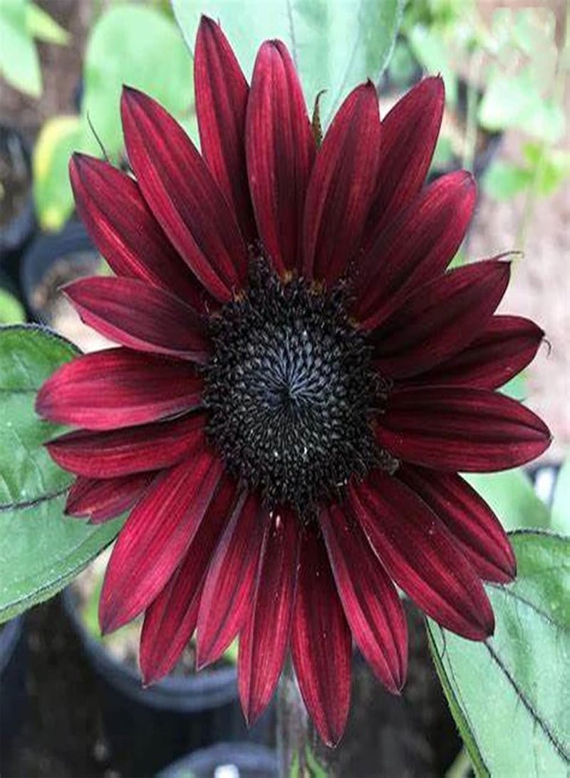 GGOOT Sun Flower,Bee Plant,High Germination Rate,Sunflower seeds-300 pcs,1