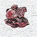 Addune Feng Shui Dragon Turtle Statue Lucky Wealth Protection Chinese Dragon Tortoise Figurine Sitting on Coins and Ingots Paperweights Gift Home Decor Dark Red - Image 3