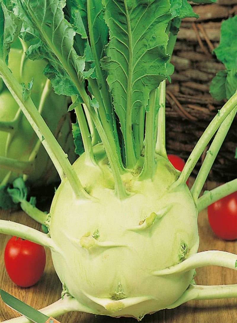 جي جوت بذور 50 بذور كول رابي سوبر شميلز الألمانية العملاقة الممتازة للحديقة الخضراء - Image 4