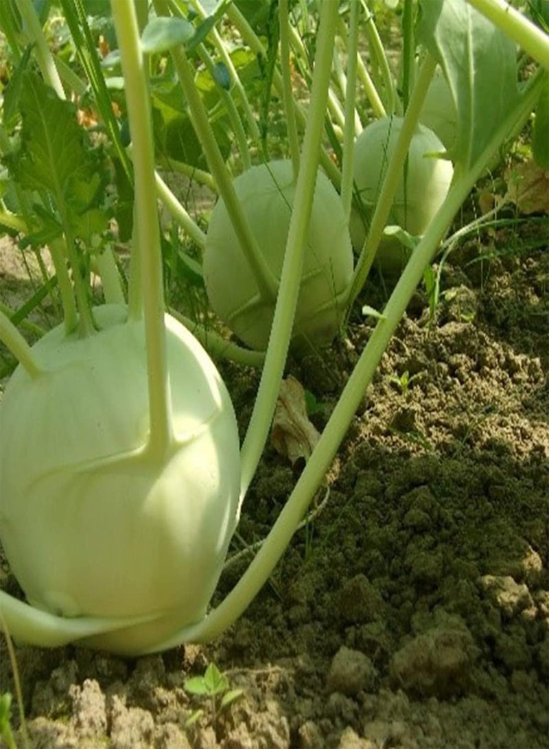 جي جوت بذور 50 بذور كول رابي سوبر شميلز الألمانية العملاقة الممتازة للحديقة الخضراء - Image 3