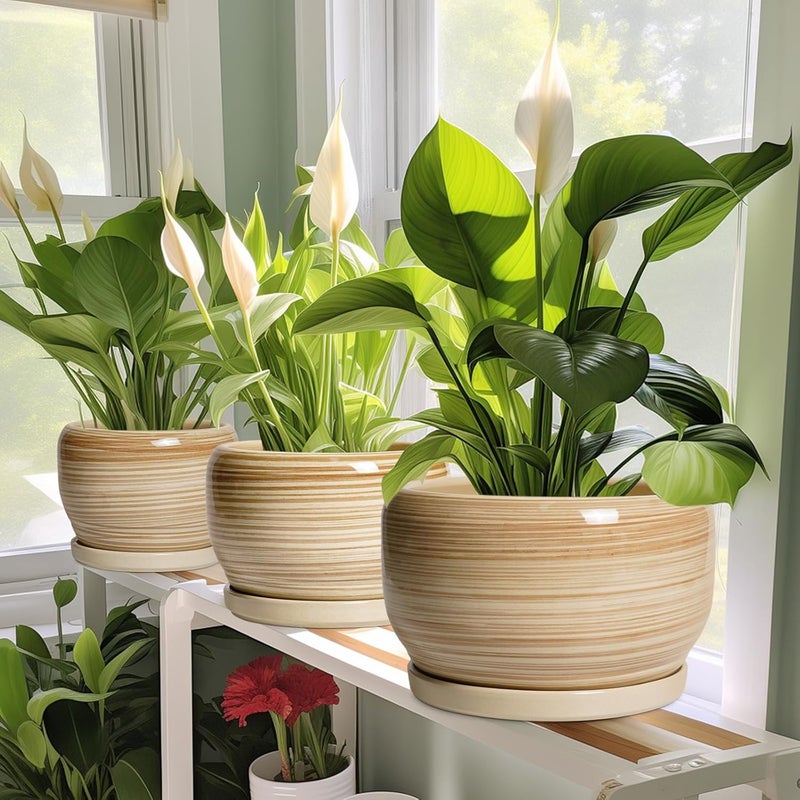 SQOWL وعاء سيراميك للنباتات - أصيص داخلي مقاس 6 بوصات مع فتحة تصريف وصينية، أصيص زهور حديث دائري خارجي، أصيص عصارة زخرفي، ديكور المطبخ، هدايا لعشاق النباتات، أصفر - Image 5