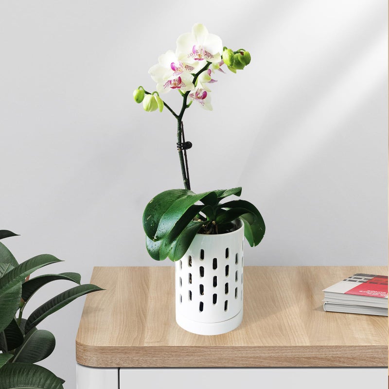 pavtner Orchid Pots with Holes,4 Inch Ceramic Orchid Pot for Repotting, Plant Pot for Repotting Orchids and Other Flowers - Indoor/Outdoor White - Image 5