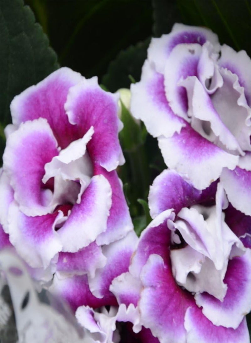 GGOOT 100Pcs Saintpaulia Ionantha African Violets Seeds, Flower Plant for Garden Purple - Image 1