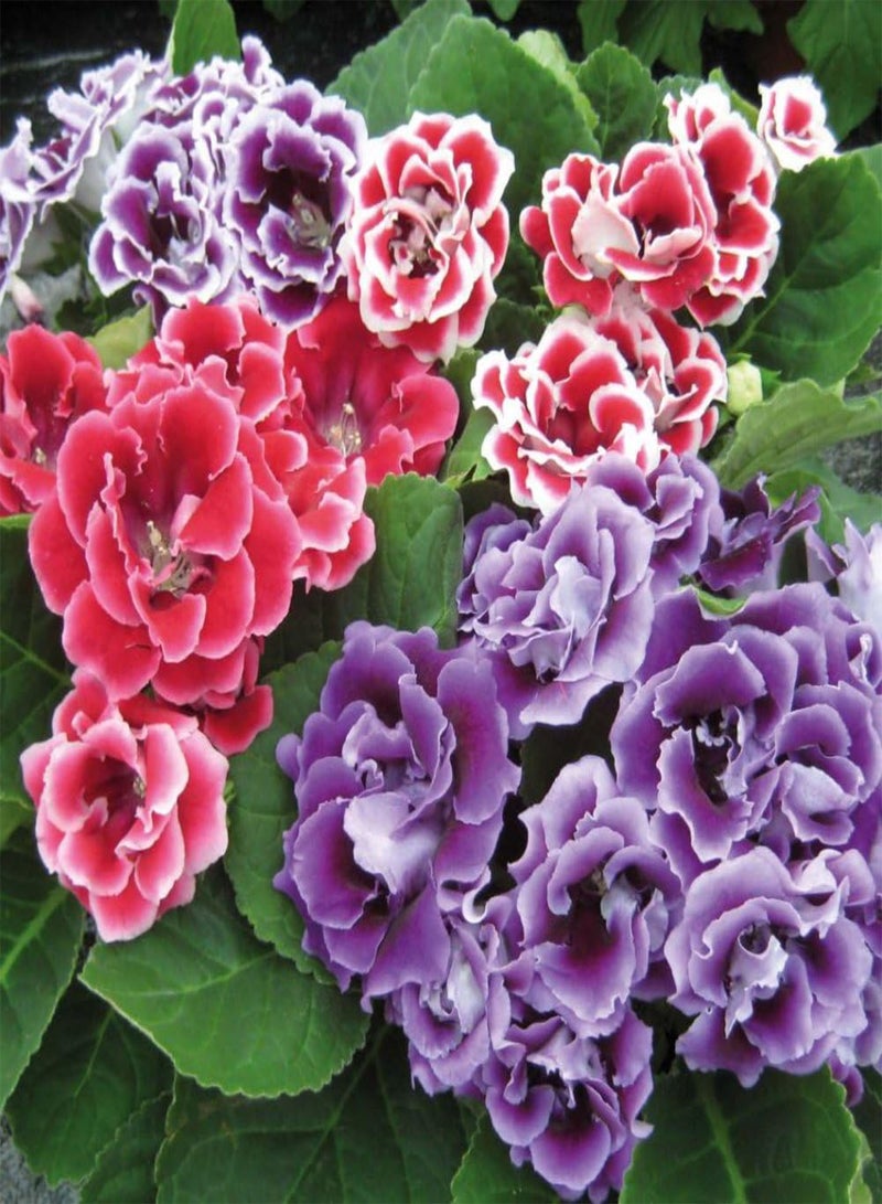 GGOOT 100Pcs Saintpaulia Ionantha African Violets Seeds, Flower Plant for Garden Purple - Image 2