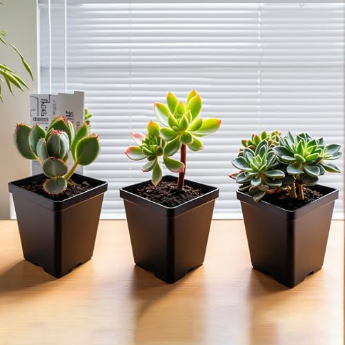 XCRUI Square Nursery Pots 60Pcs 3" Deep Succulent Plastic Pots Small Flower Planter Seeds Starter Germination Pots for Plants, Succulent, Flower - Image 3