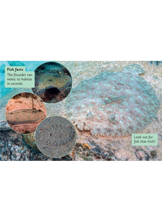 HarperCollins Publishers - Fish that Fool: Phase 5 Set 1 - Image 1