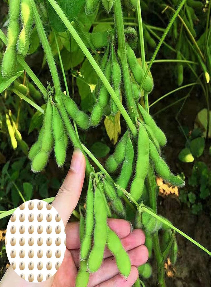 GGOOT 100Pcs/Bag Vegetable Seeds Delicious Fast Growing Productive High Germination Green Garden Seeds for Outdoor Garden Seeds - Image 3