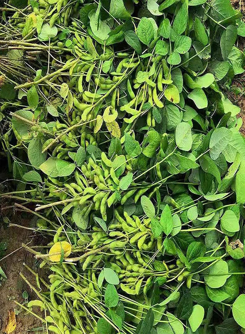 GGOOT 100Pcs/Bag Vegetable Seeds Delicious Fast Growing Productive High Germination Green Garden Seeds for Outdoor Garden Seeds - Image 2