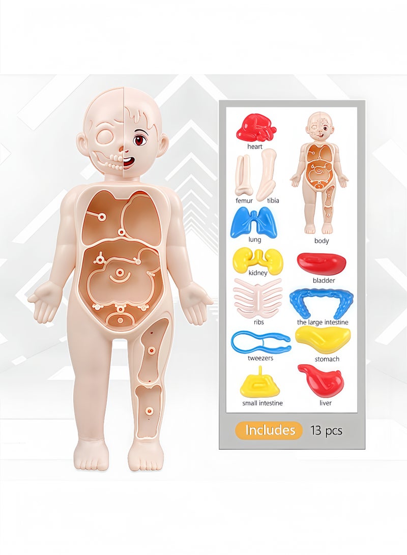 Peachjoy Human Body Model for Kids, 13Pcs Removable Human Torso Anatomy Model, Body Parts for Toddlers, Preschool Learning Toys, Age 4+, Medical Student Learning, School Education Display - Image 2