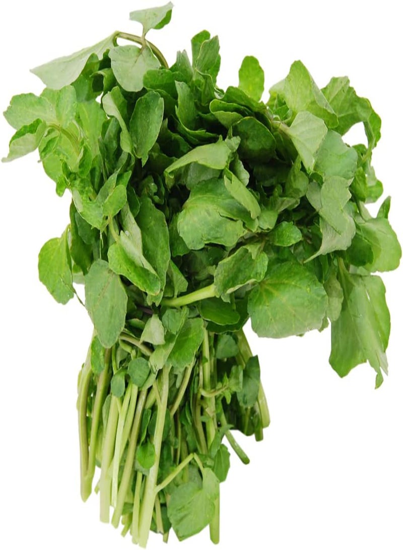 GGOOT Watercress Nasturtium Officinale 2500 Approx Seeds - Image 2