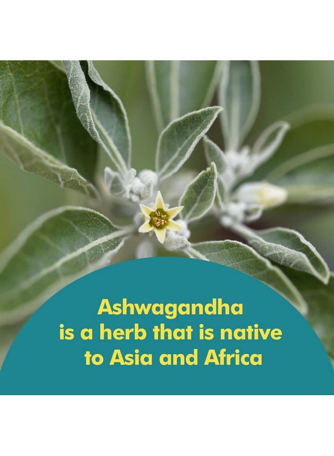 Santo Remedio Ashwagandha, Stress Support, Dietary Supplement, 1000 mg Per Serving, 180 Capsules, No Artificial Flavors, No Artificial Colors, Sugar & Sodium Free, Vegetarian - Image 4