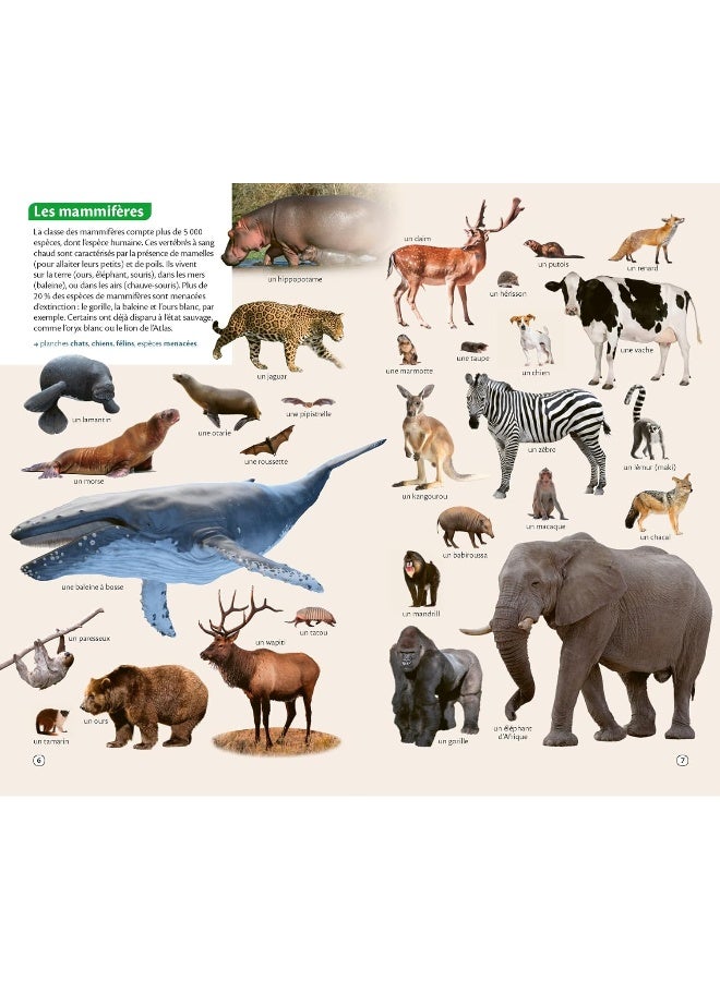 Le Robert Junior poche plus - Image 4