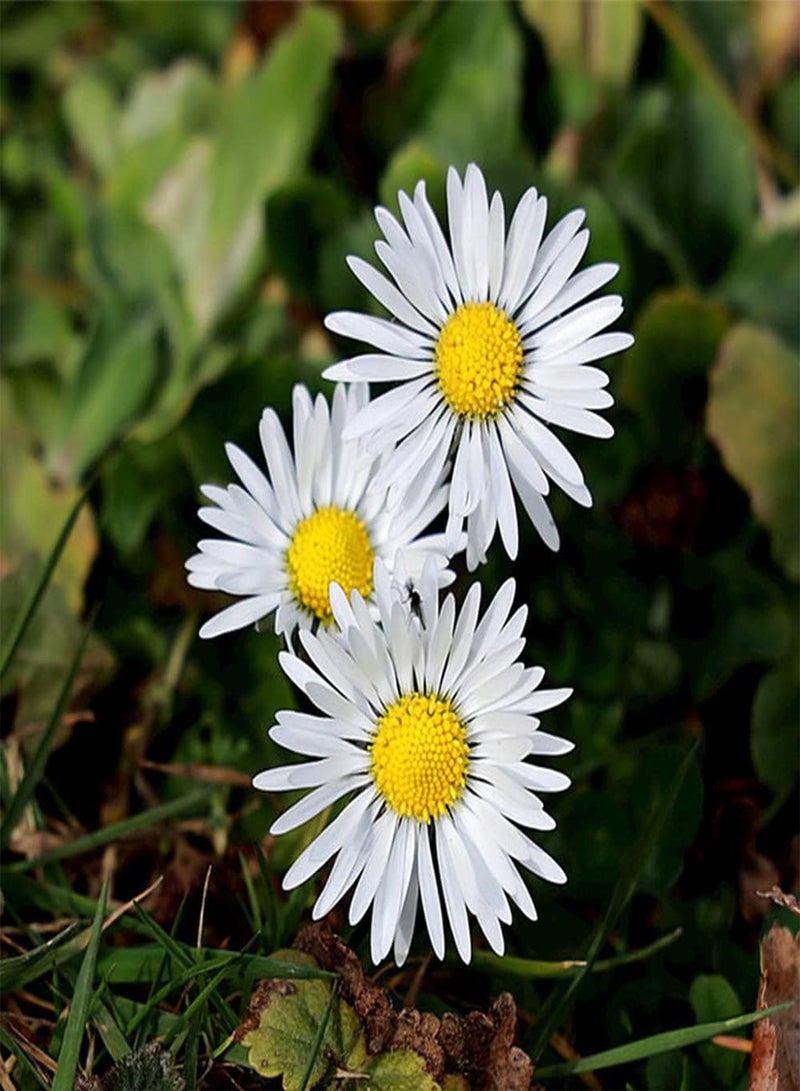 GGOOT 50Pcs Daisy Seeds Long Flowering Period and Strong Cold Tolerance is The First Choice for Ground Cover Flowers in Early Spring - Image 2