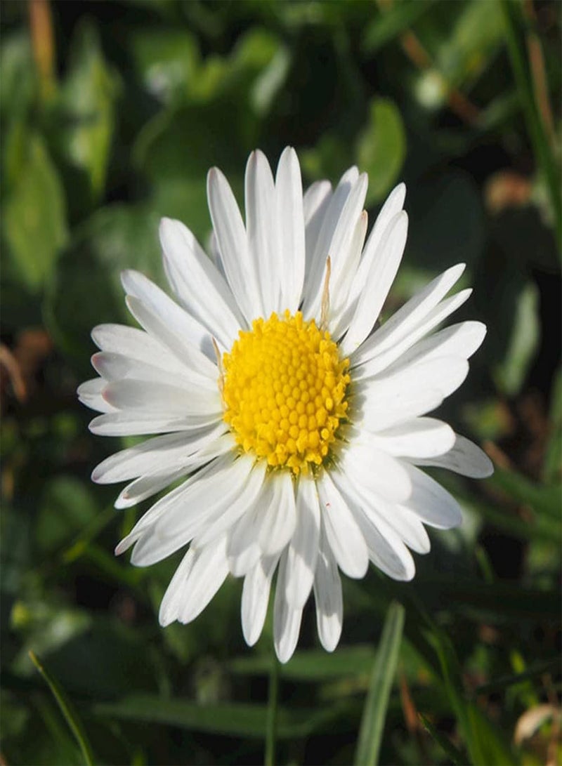 GGOOT 50Pcs Daisy Seeds Long Flowering Period and Strong Cold Tolerance is The First Choice for Ground Cover Flowers in Early Spring - Image 3