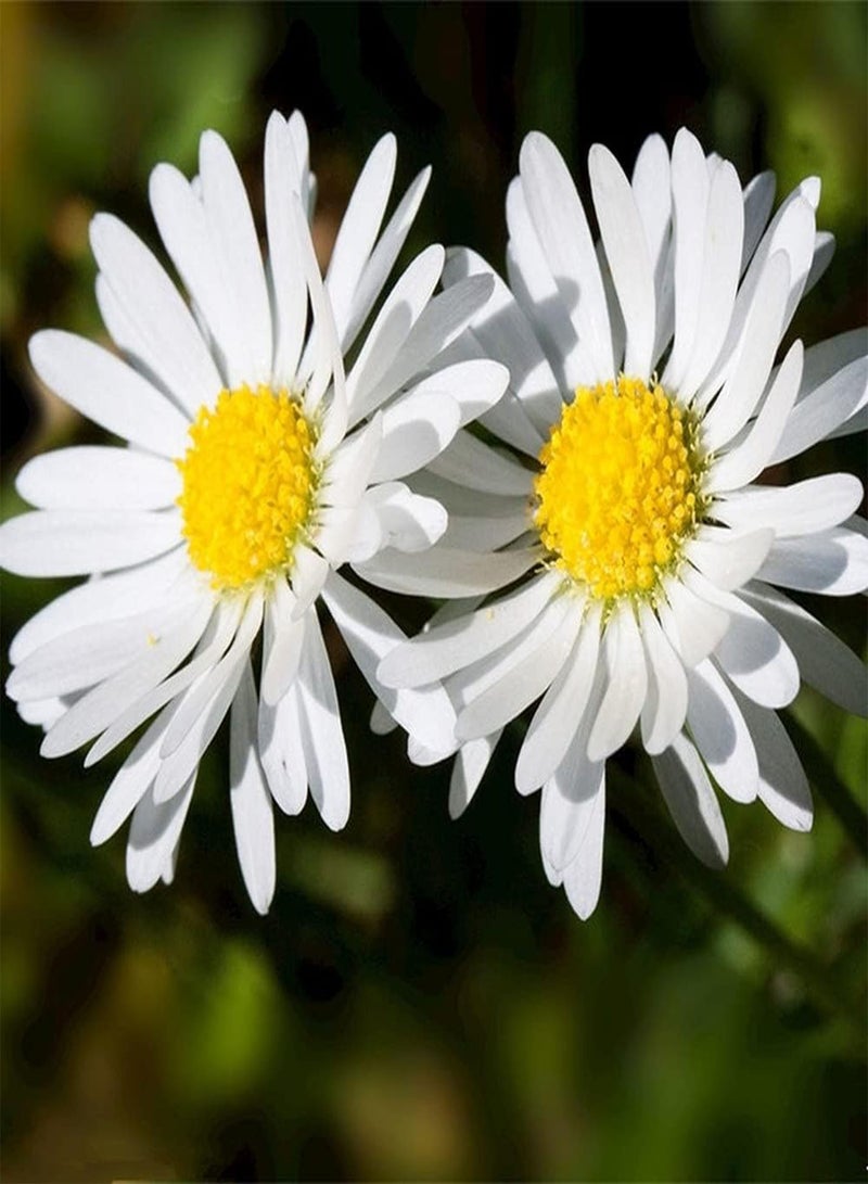 GGOOT 50Pcs Daisy Seeds Long Flowering Period and Strong Cold Tolerance is The First Choice for Ground Cover Flowers in Early Spring - Image 1