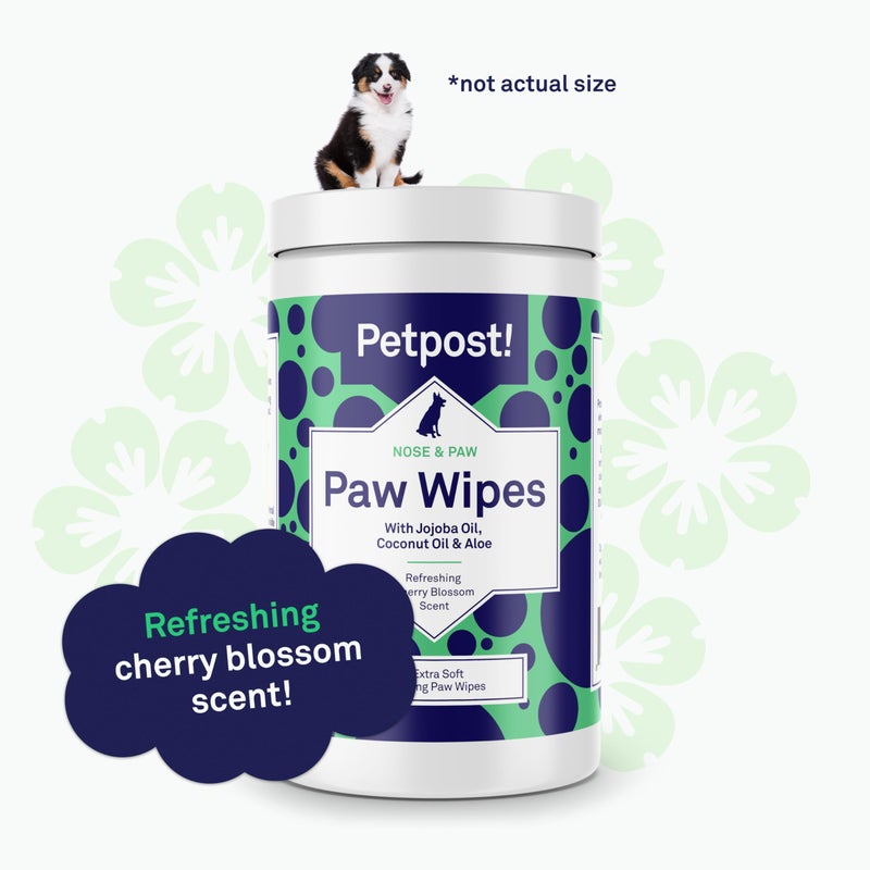 Petpost | Paw Wipes for Dogs - Nourishing, Revitalizing Dog Paw Cleaner with Coconut Oil, Jojoba Oil, and Aloe - Ultra Soft Cotton Pads - Cherry Blossom Scent 70 ct. - Image 5