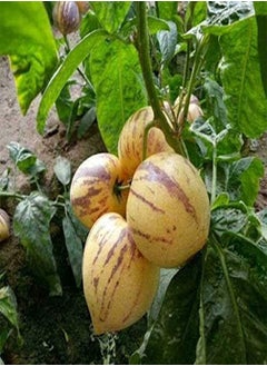 20 Pepino Melon Pear Fruit Seeds